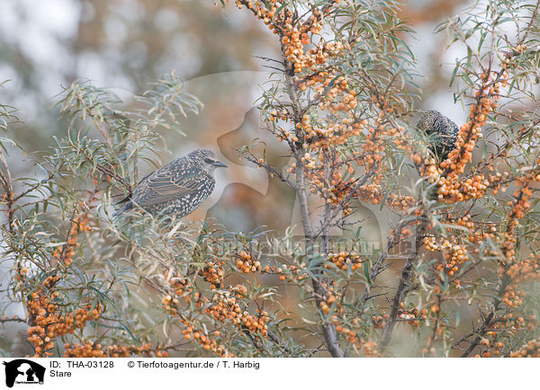 Stare / European starling / THA-03128