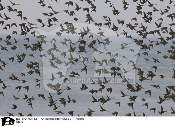 Stare / European starling / THA-03132