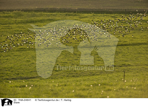 Stare / European starlings / THA-04641