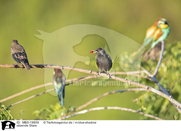 sitzende Stare / sitting Starling / MBS-19859