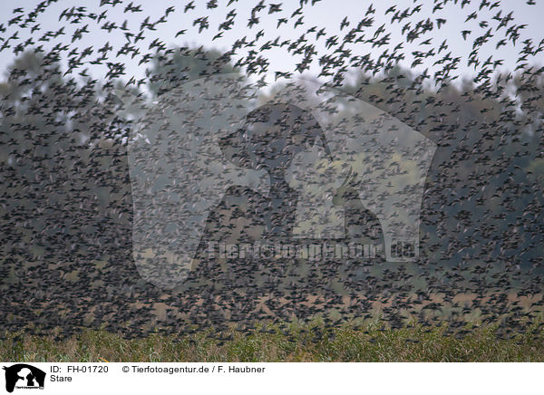 Stare / European starling / FH-01720