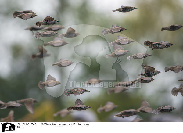 Stare / European starling / FH-01740