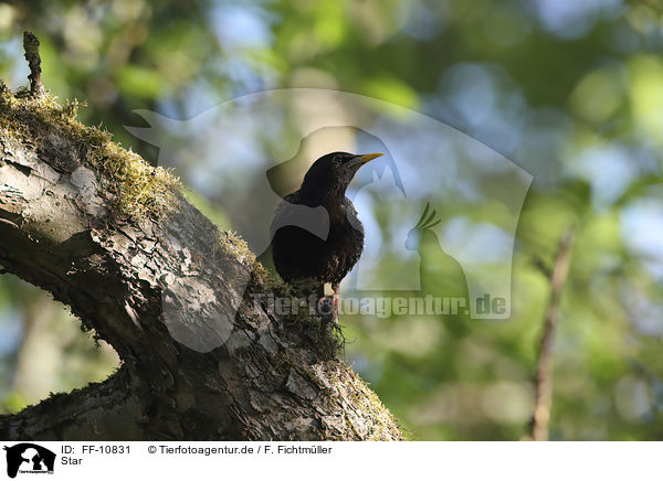 Star / European starling / FF-10831