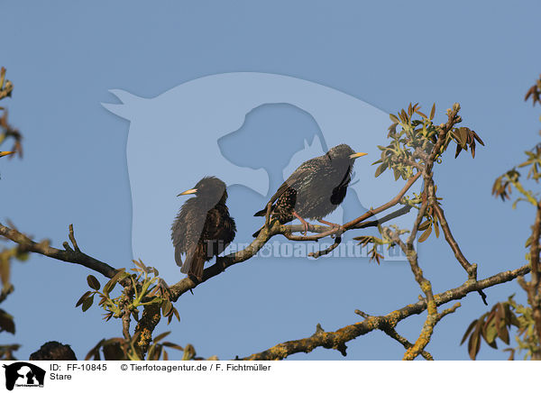 Stare / European starlings / FF-10845