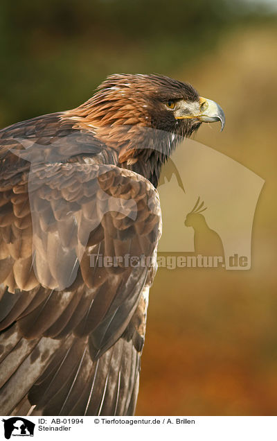 Steinadler / golden eagle / AB-01994