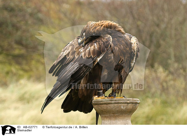 Steinadler / golden eagle / AB-02771