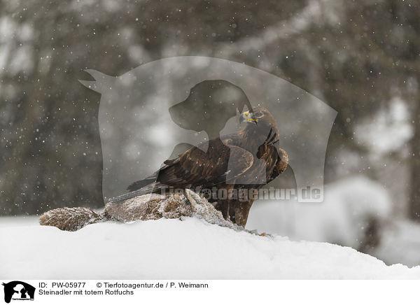 Steinadler mit totem Rotfuchs / golden eagle with dead red fox / PW-05977