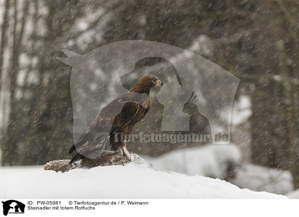 Steinadler mit totem Rotfuchs / golden eagle with dead red fox / PW-05981