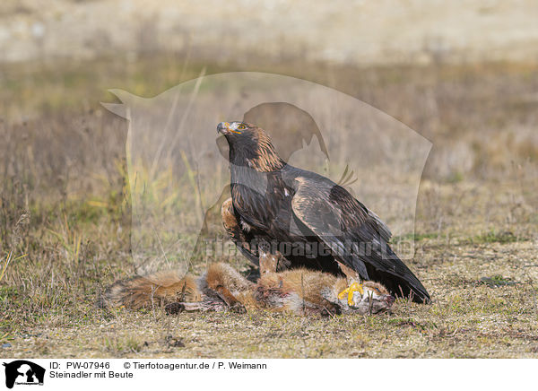Steinadler mit Beute / Golden Eagle with prey / PW-07946
