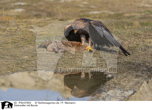 Steinadler mit Beute / Golden Eagle with prey / PW-07954