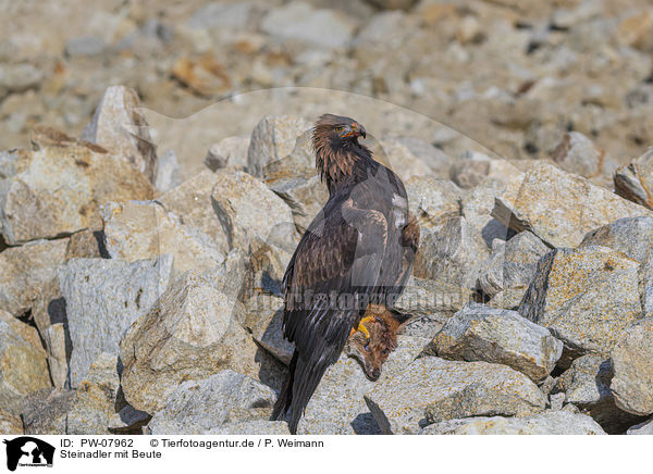 Steinadler mit Beute / Golden Eagle with prey / PW-07962