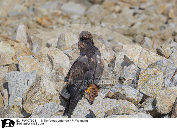 Steinadler mit Beute / Golden Eagle with prey / PW-07963