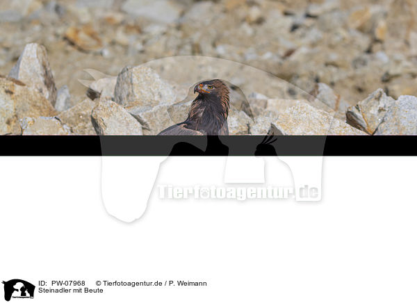Steinadler mit Beute / Golden Eagle with prey / PW-07968