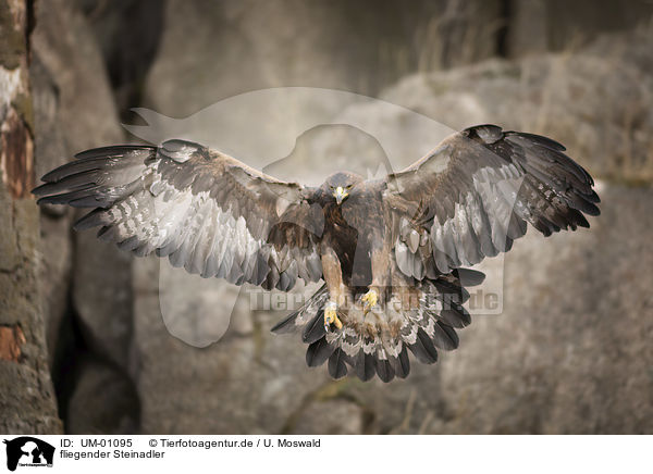 fliegender Steinadler / flying Golden Eagle / UM-01095