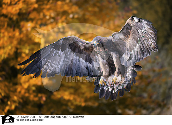 fliegender Steinadler / flying Golden Eagle / UM-01098