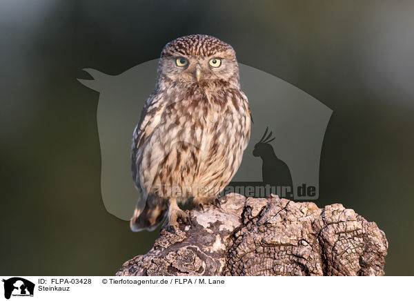 Steinkauz / little owl / FLPA-03428