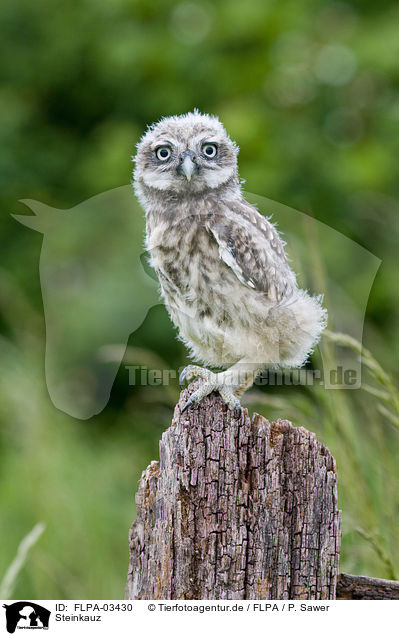 Steinkauz / little owl / FLPA-03430