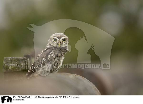 Steinkauz / little owl / FLPA-03471