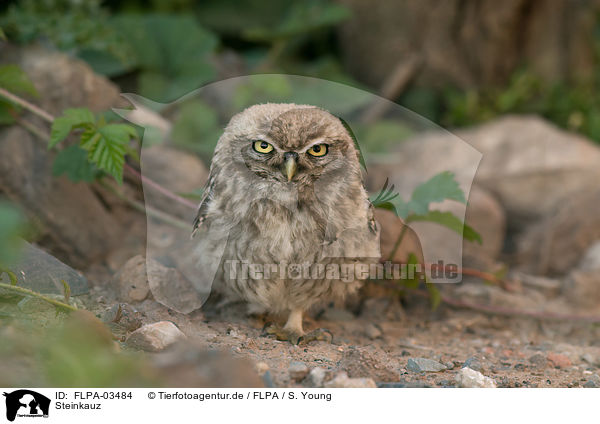 Steinkauz / little owl / FLPA-03484