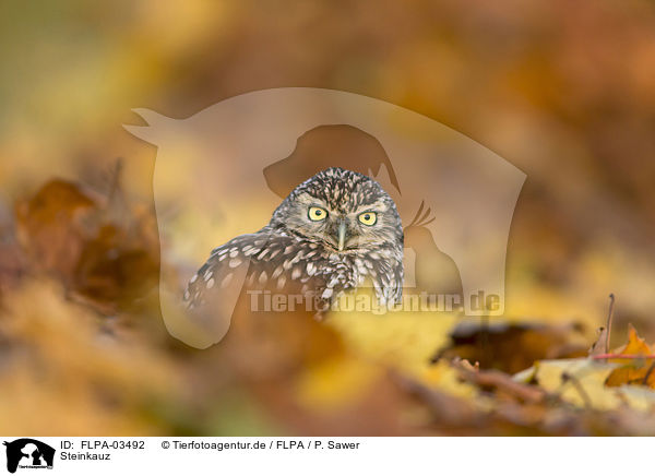 Steinkauz / little owl / FLPA-03492