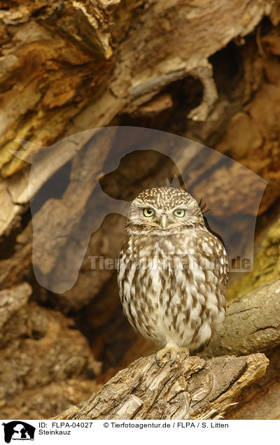 Steinkauz / little owl / FLPA-04027