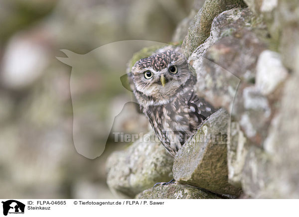 Steinkauz / little owl / FLPA-04665