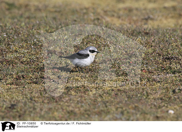 Steinschmtzer / wheatear / FF-10850