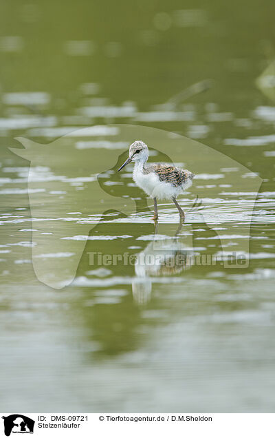 Stelzenlufer / black-winged stilt / DMS-09721