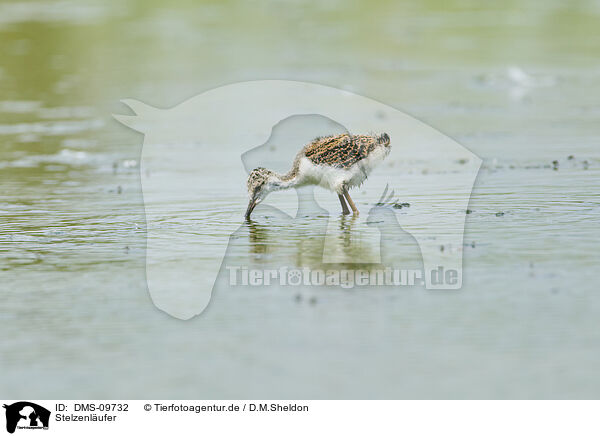 Stelzenlufer / black-winged stilt / DMS-09732