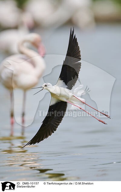 Stelzenlufer / black-winged stilt / DMS-10157