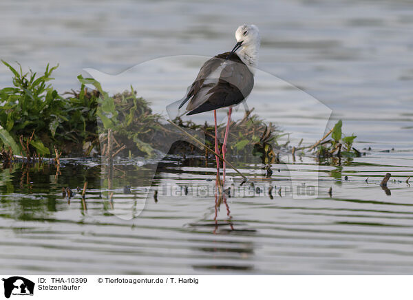 Stelzenlufer / black-winged stilt / THA-10399