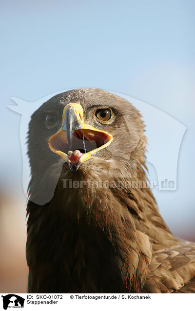 Steppenadler / steppe eagle / SKO-01072