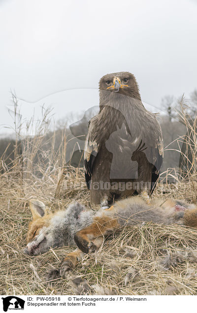Steppenadler mit totem Fuchs / Steppe eagle with dead fox / PW-05918