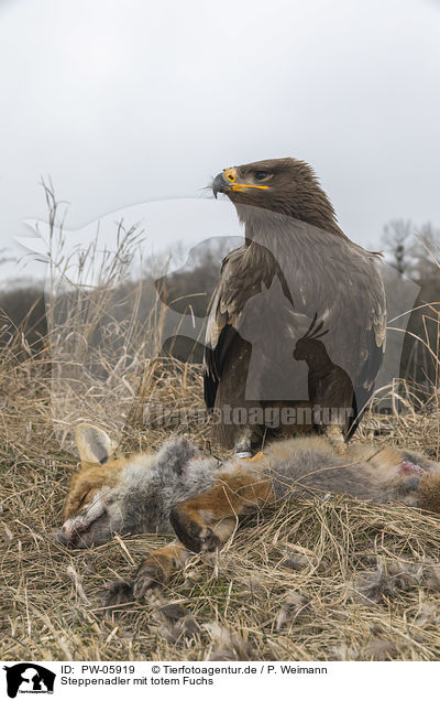 Steppenadler mit totem Fuchs / Steppe eagle with dead fox / PW-05919