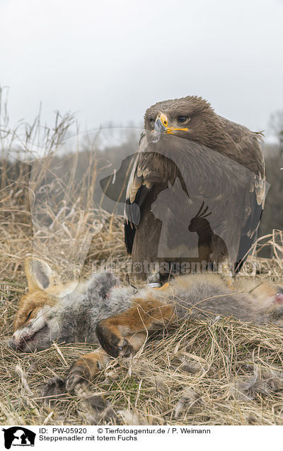 Steppenadler mit totem Fuchs / Steppe eagle with dead fox / PW-05920