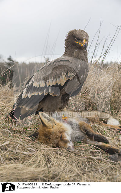 Steppenadler mit totem Fuchs / Steppe eagle with dead fox / PW-05921
