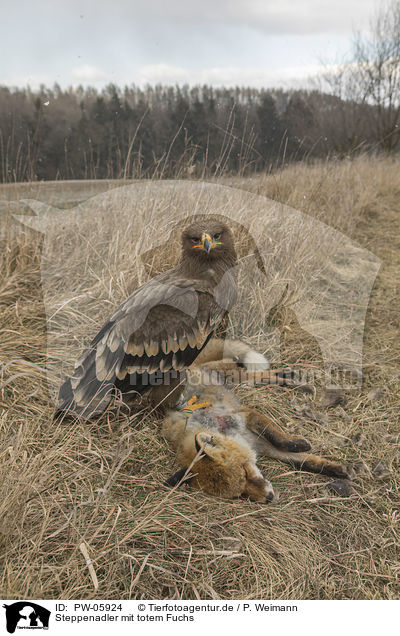 Steppenadler mit totem Fuchs / Steppe eagle with dead fox / PW-05924