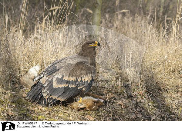 Steppenadler mit totem Fuchs / Steppe eagle with dead fox / PW-05947