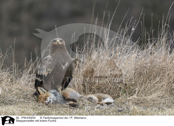 Steppenadler mit totem Fuchs / Steppe eagle with dead fox / PW-05950