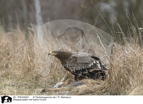 Steppenadler mit totem Fuchs / Steppe eagle with dead fox / PW-05951