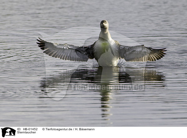 Sterntaucher / red-throated diver / HB-01452