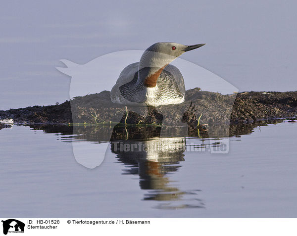 Sterntaucher / red-throated diver / HB-01528