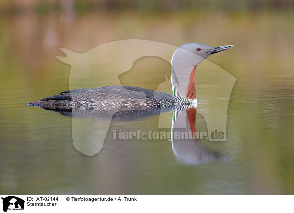 Sterntaucher / red-throated diver / AT-02144
