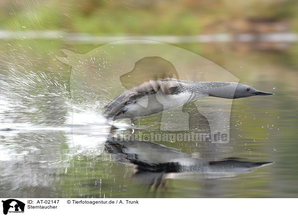 Sterntaucher / red-throated diver / AT-02147