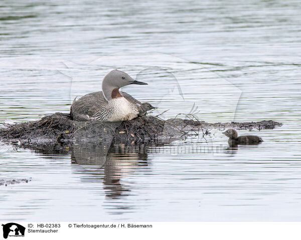 Sterntaucher / red-throated diver / HB-02383