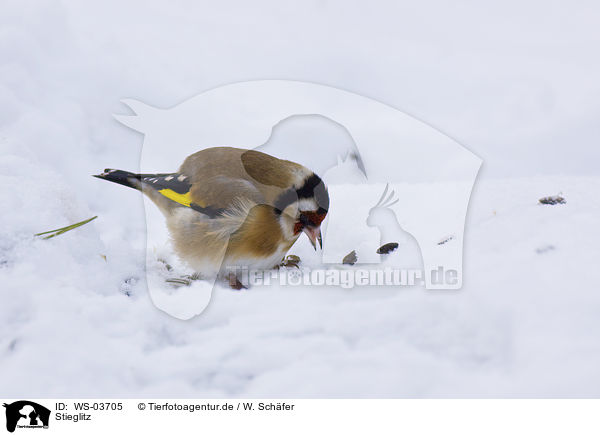 Stieglitz / goldfinch / WS-03705