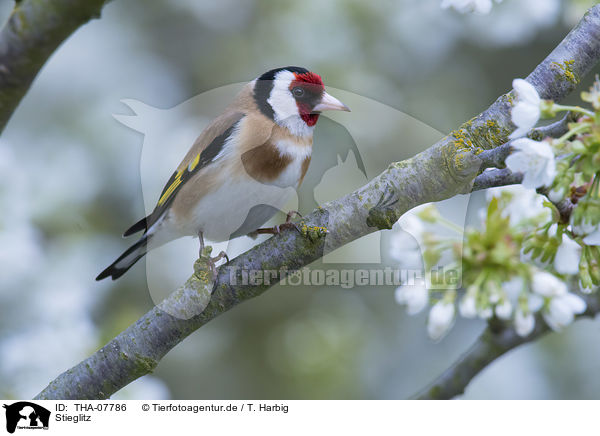 Stieglitz / European goldfinch / THA-07786