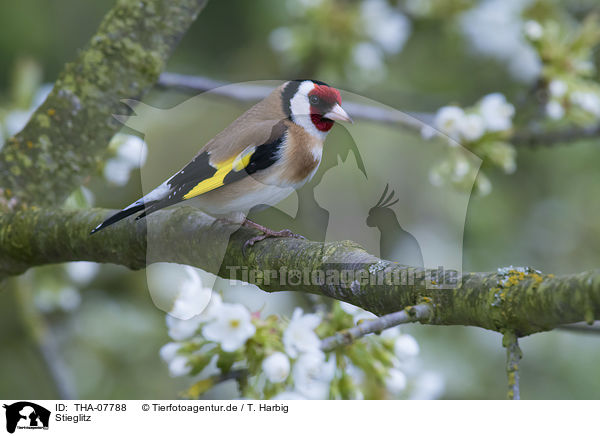 Stieglitz / European goldfinch / THA-07788