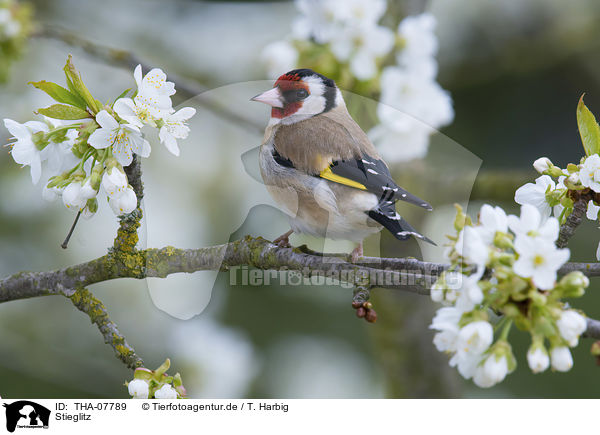 Stieglitz / European goldfinch / THA-07789