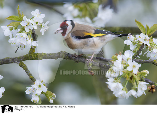 Stieglitz / European goldfinch / THA-07790